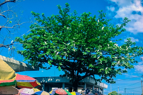 12118694_696821103795224_4923738291694968763_n